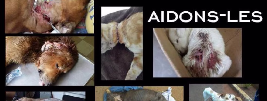 The Animal House Rescue – Île Maurice